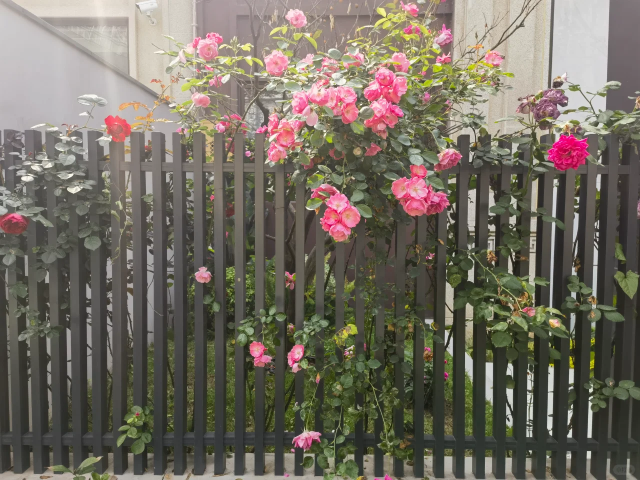 Aluminum Garden Fence7